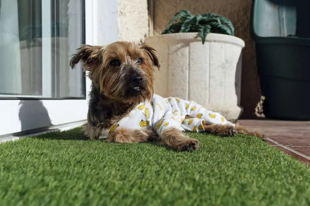 Artificial turf for dogs